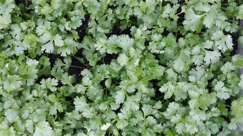 Coriander Activevista For Market Farm Garden