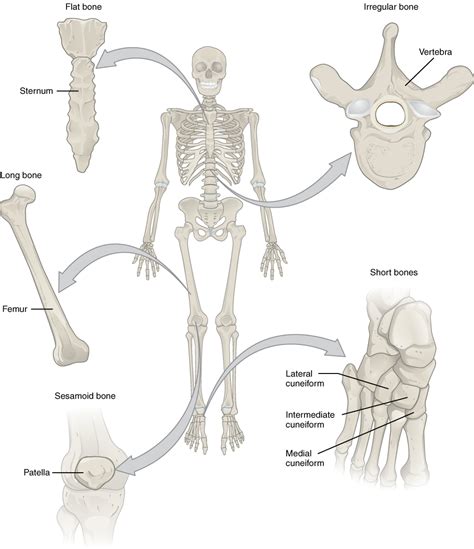 Bone Classification And Structure Anatomy And Physiology