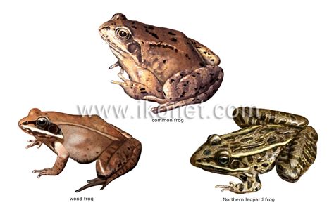 animal kingdom > amphibians > examples of amphibians image - Visual ...