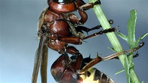 Solar-Powered Hornet Found; Turns Light Into Electricity