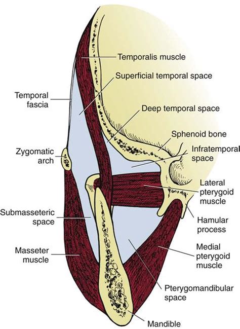 17 Complex Odontogenic Infections Pocket Dentistry