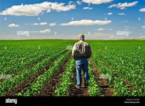 A Farmer Looks Out Across His Early Growth Grain Corn Field Several