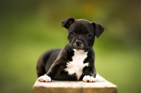 Black Staffordshire Bull Terrier Puppy Posing Outdoors In Summer Stock