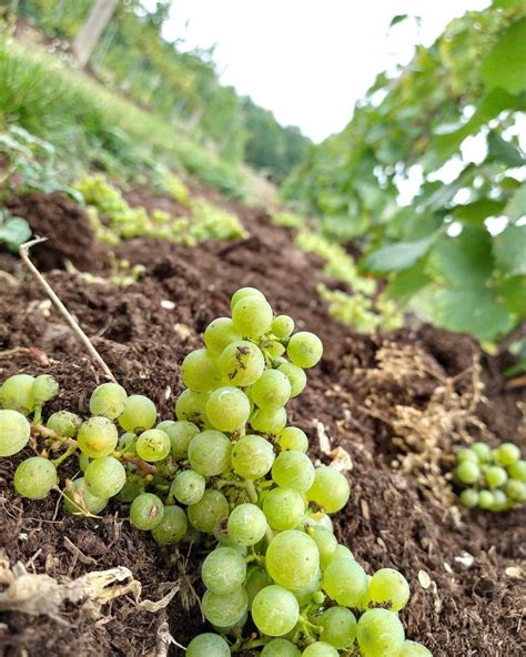 Bowers Harbor Vineyards Updated April 2024 220 Photos And 151 Reviews