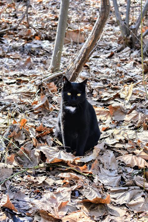 Gathering Pussy Willows At My Farm The Martha Stewart Blog