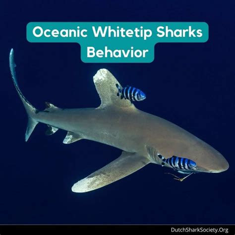 Oceanic Whitetip Sharks Facts And Info Guide Dutch Shark Society