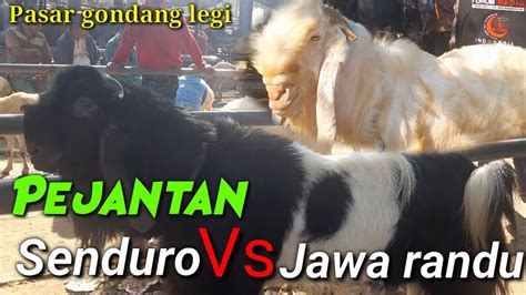 UPDATE HARGA KAMBING HARI INI PASAR HEWAN GONDANG LEGI MALANG