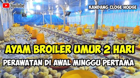 Cara Merawat Doc Ayam Broiler Umur 2 Hari Pada Kandang Ayam Close House