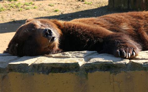 Free Images Wildlife Zoo Sitting Mammal Fauna Brown Bear