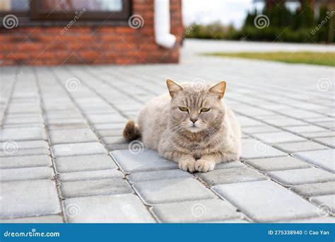 Un Gato Callejero Sentado En El Suelo Gato Callejero Sin Hogar