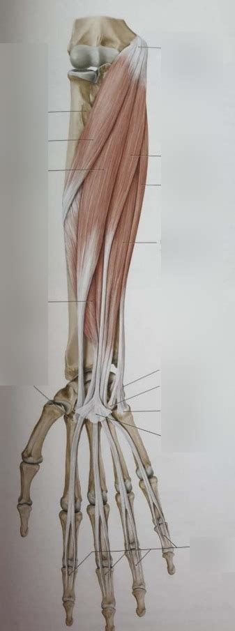 Diagram Deeltoets 2 Musculi Onderarm Ventraal Quizlet