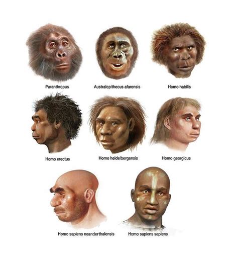 Evolution Of Humans