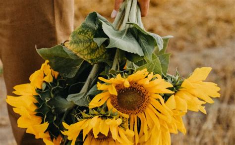 Por Qu Se Regalan Flores Amarillas El De Septiembre En M Xico