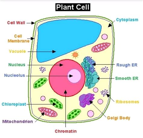 Name The Cell Organelle Found In All Plant Cells And Euglenoids