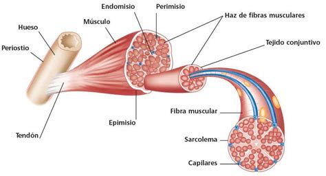 ¿de Qué Está Formado El Músculo Fisioterapia Online