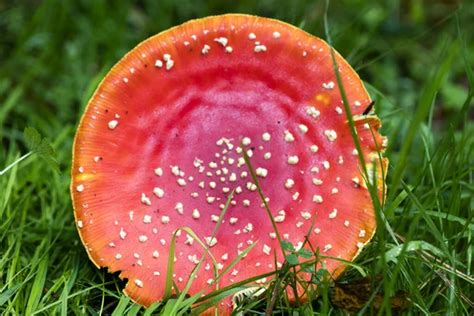 Magic Mushroom Amanita Muscaria Fly Agaric Super Quality Fifty M