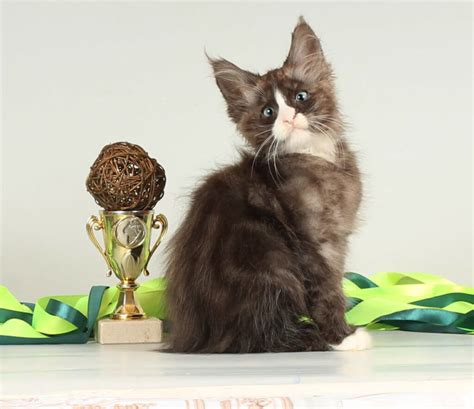Котята > www.cats-xo.ru