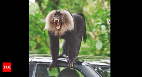 200 Lion Tailed Macaques To Be Translocated To Grass Hills Forest