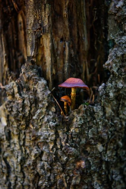 Hongos que crecen en un árbol Foto Premium