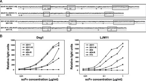 Revertant Mabs Derived From Two Cross Reactive Anti Dsg Mabs From Fs