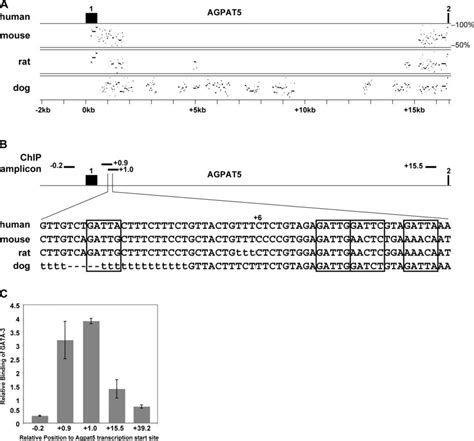 Gata Binds In Vivo To Sites In The First Intron Of The Lipid