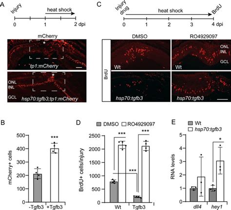 Tgfb3 Collaborates With PP2A And Notch Signaling Pathways To Inhibit