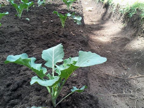 Cultivo De Brócoli Y Su Manejo Organico Cultivo Brócoli