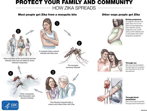 Schematic Representation Of The Different Modes Of Transmission Zika