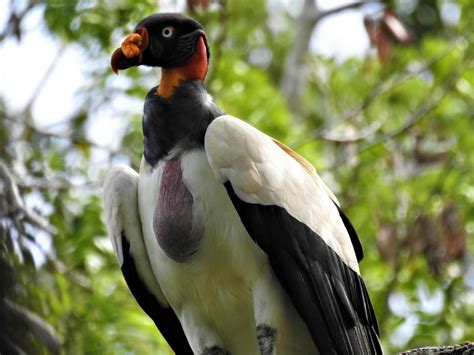 Illegal Settlements Hunting And Logging Threaten A State Reserve In Mexico