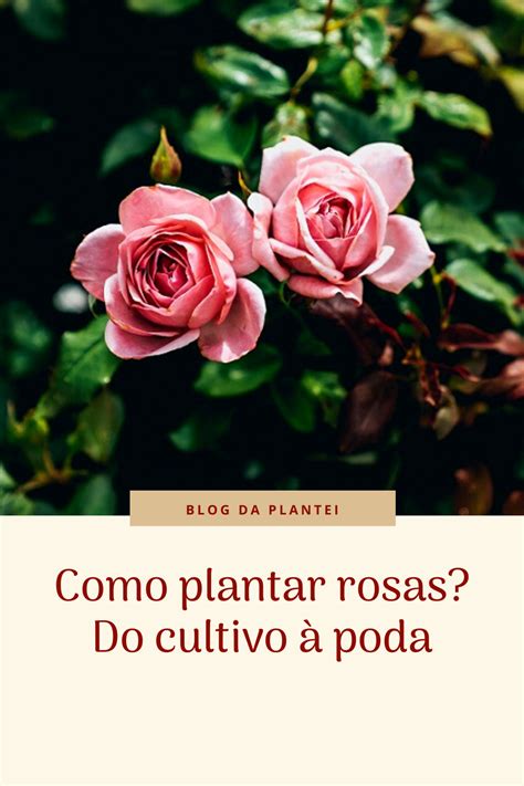 Neste Post Em Nosso Blog Ensinamos Todas As Etapas Para Plantar Rosas