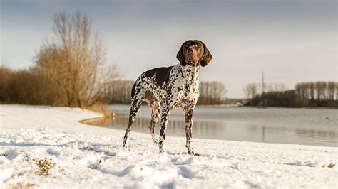 HD wallpaper: Dogs, German Shorthaired Pointer | Wallpaper Flare