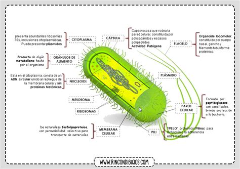 Celula Procarionte