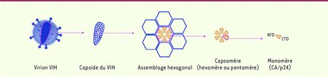 Structure De La Capside Du Vih La Capside Du Vih Qui Entoure Le