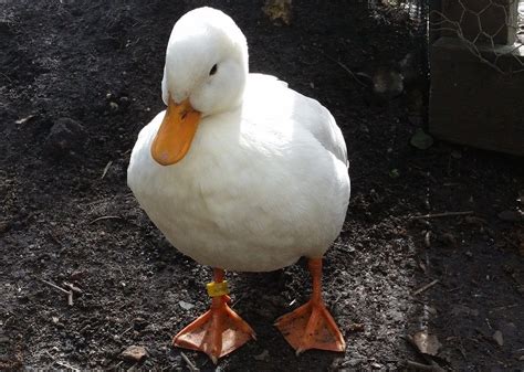 The Best Duck Breeds You Can Keep As Pets - AnimalStart