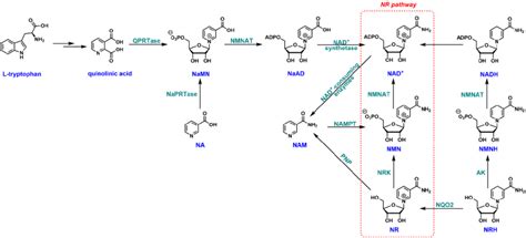 Nad Biosynthetic Pathways In Mammalian Cells Na Nicotinic Acid