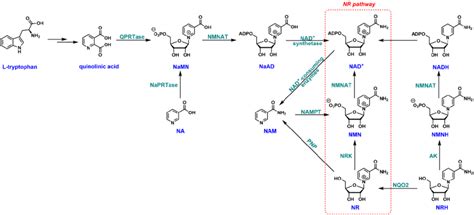 Nad Biosynthetic Pathways In Mammalian Cells Na Nicotinic Acid Download Scientific Diagram