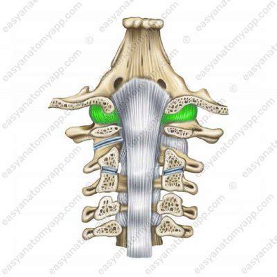 Atlanto-occipital joint – Easy Anatomy 3D