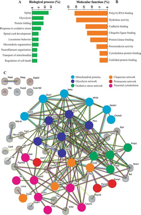 Functional Annotation And Network Analysis Of The Identified Proteins