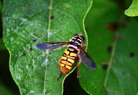 Good News Bee is actually a Hover Fly - What's That Bug?