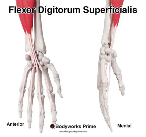 Flexor Digitorum Superficialis Muscle Anatomy Bodyworks Prime