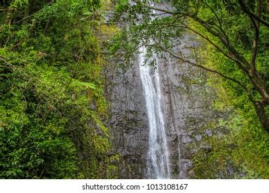 332 Manoa Falls Images, Stock Photos & Vectors | Shutterstock