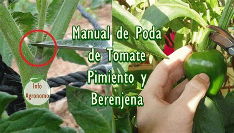 Poda De Hortalizas Tomate Pimiento Y Berenjena Infoagronomo