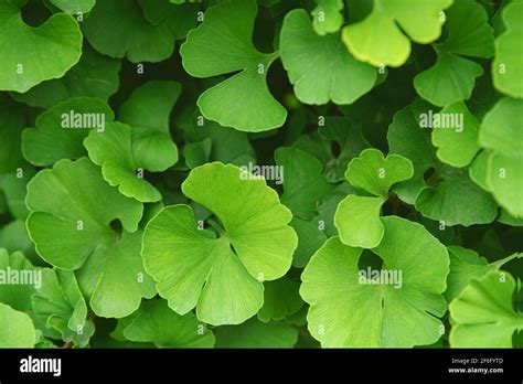 Fresco verde brillante ginkgo biloba hojas patrón Follaje natural de