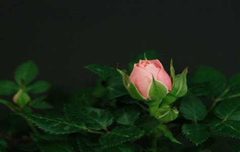 Rose GIF Photo Download | Morsodifame Blog