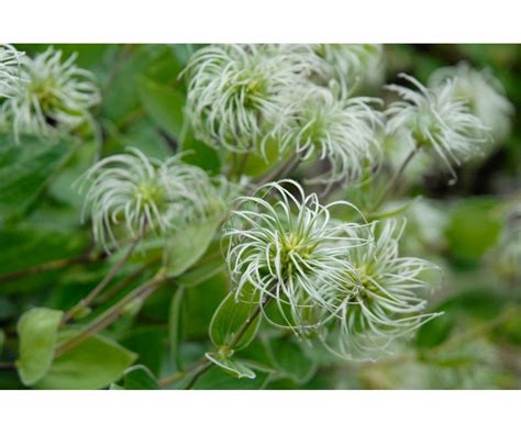 Colorado Springs Utilities Xeriscaping Mongolian Bells Clematis