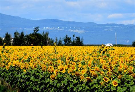 Un Champ De Fleurs De Tournesol Acheter Un Champ De Fleurs De