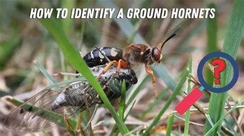 Ground Hornet Identification What Do They Look Like Do They Sting