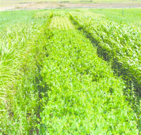 Arvika forage peas (center) surrounded by sorghum varieties on October ...