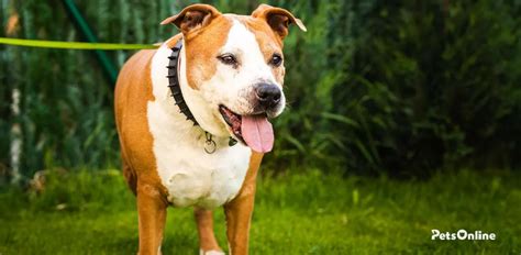Staffordshire Bull Terrier Size And Weight Chart Pets Online