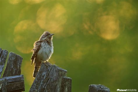 Ptaki Wiosenne Poland WildLife Kutno